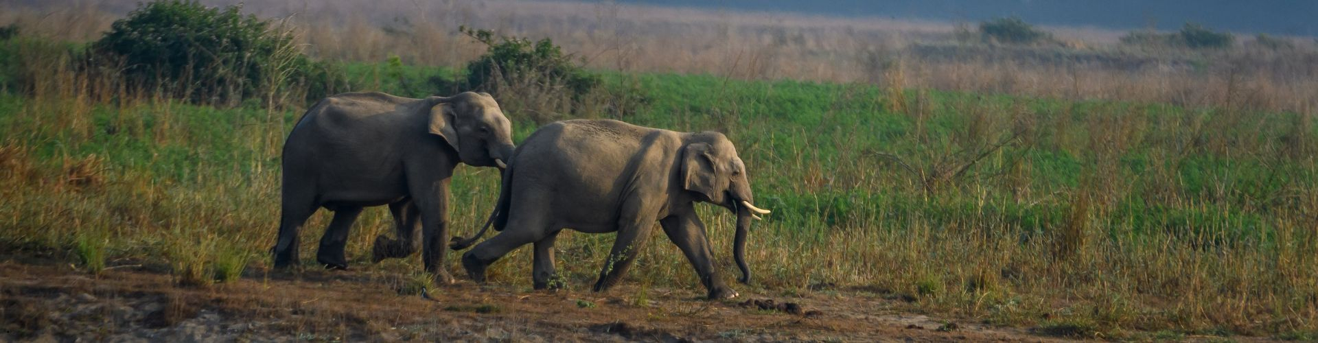 corbett national park